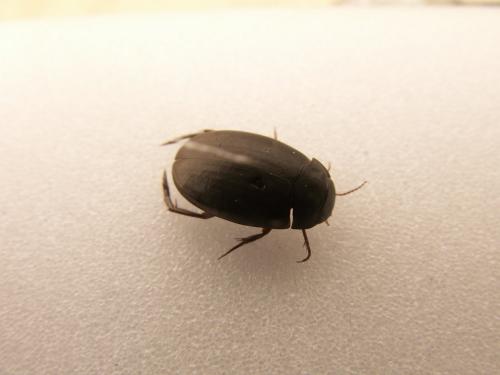Agabus bipustulatus
