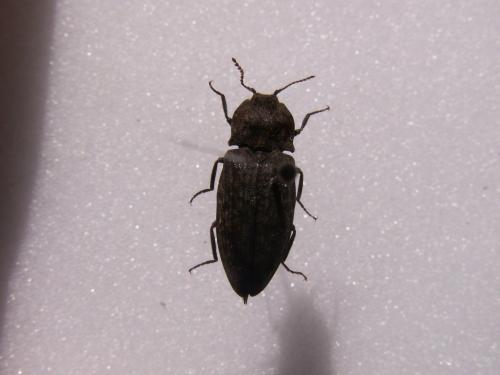 Agrypnus murinus