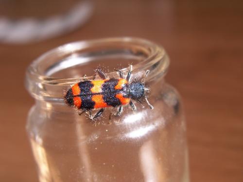 Trichodes alvearius
