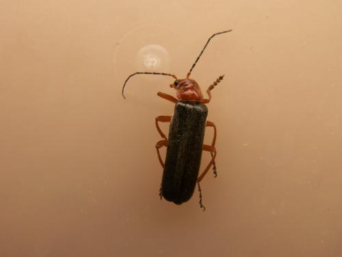 Ancistronycha violacea