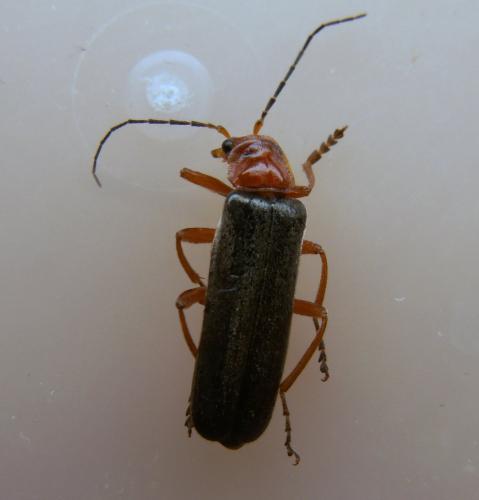 Réf. 121 417 : Ancistronycha violacea