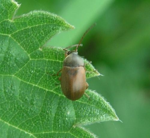 Réf. 121 737 : Isomira sp.
