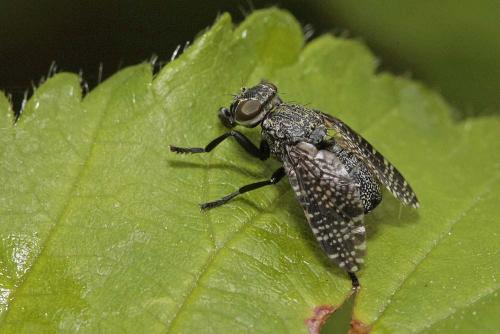 Réf. 121 114 : Platystoma sp.