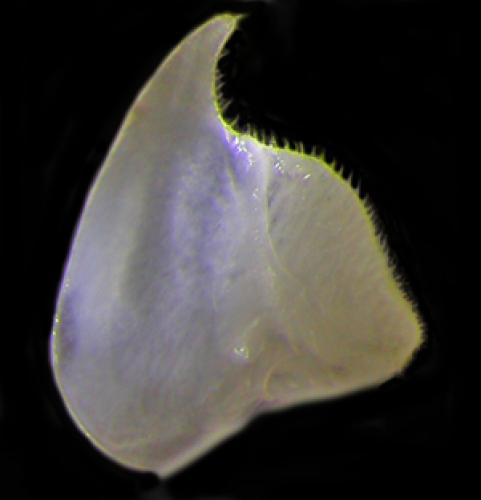Réf. 121 245 : Trachelipus ratzeburgii
