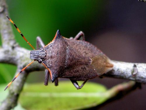 Picromerus nigridens