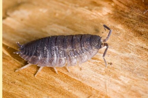Porcellio scaber