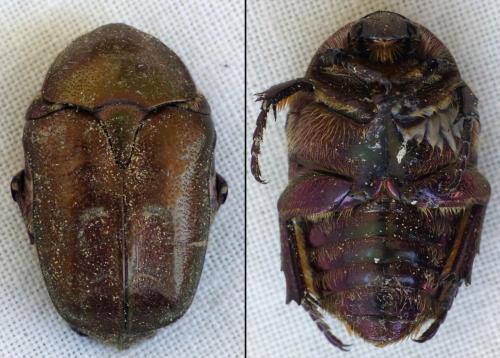 Réf. 121 400 : Potosia cuprea