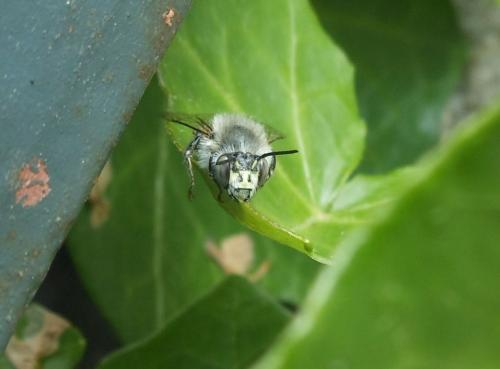 Réf. 121 251 : Anthophora quadrimaculata