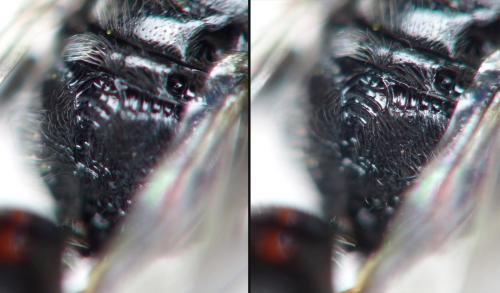 Psenulus fuscipennis