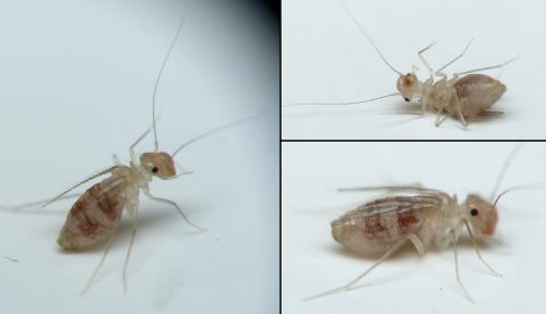 Dorypteryx domestica