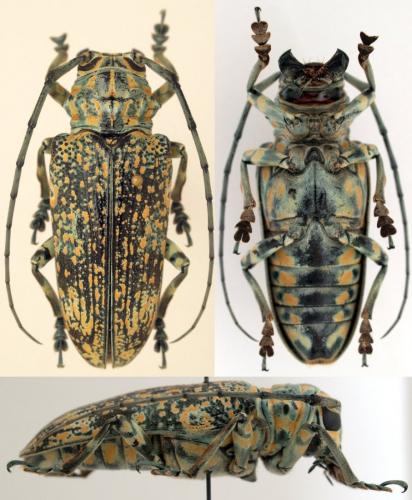Pterochaos nebulosus