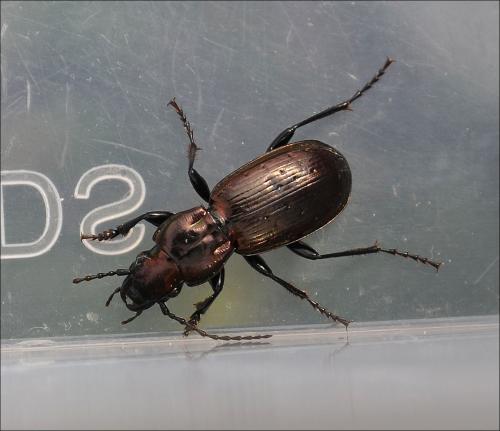 Réf. 121 670 : Pterostichus selmanni