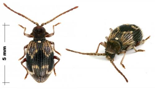 Ptinus italicus