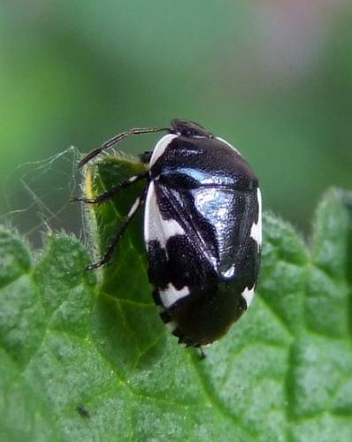 Tritomegas sexmaculatus