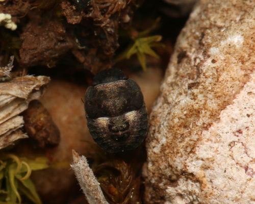 Réf. 121 432 : Sciocoris maculatus