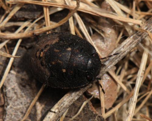Réf. 121 434 : Odontoscelis fuliginosa