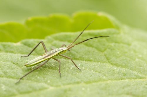 Réf. 121 071 : Notostira sp.