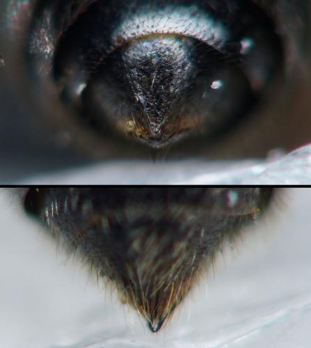 Psenulus fuscipennis