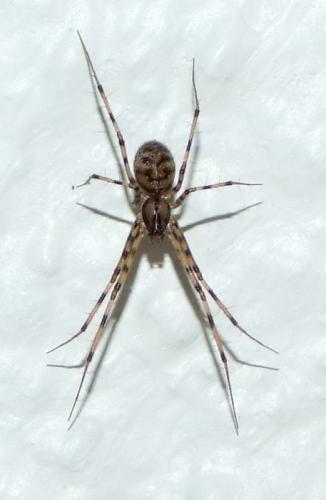 Megalepthyphantes collinus