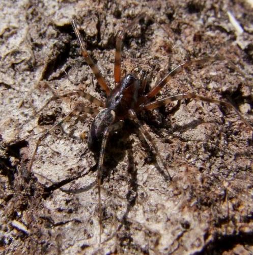 Neriene clathrata