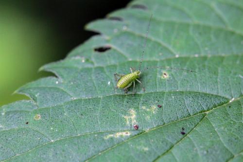 Leptophyes punctatissima
