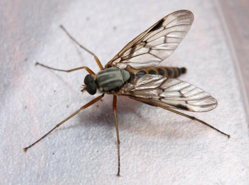 Réf. 121 278 : Rhagio scolopaceus