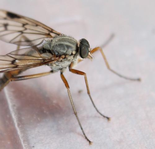 Rhagio scolopaceus