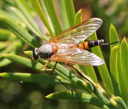 Rhagio tringarius