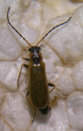 Rhagonycha sp.