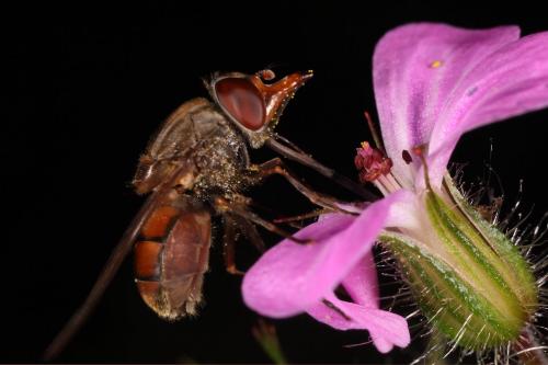 Réf. 121 262 : Rhingia campestris