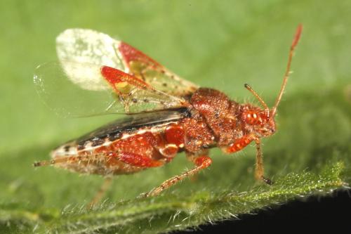 Rhopalus subrufus