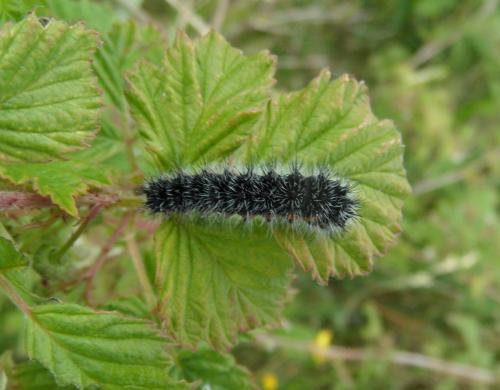 Saturnia pavonia