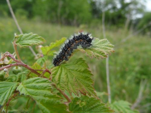 Saturnia pavonia