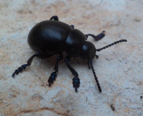 Timarcha goettingensis
