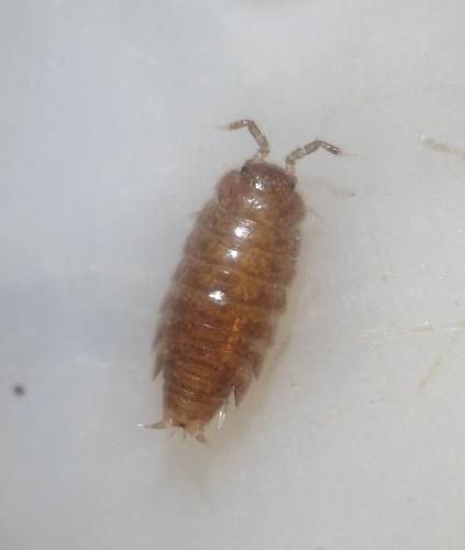 Trichoniscus sp.