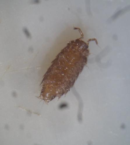 Réf. 121 122 : Trichoniscus sp.