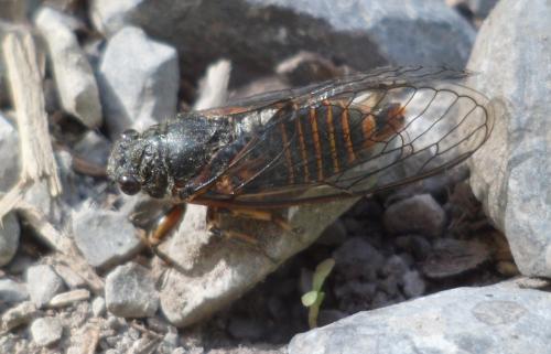 Réf. 121 413 : Cicadetta montana