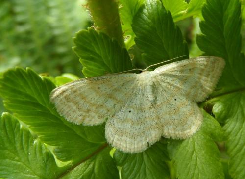 Réf. 121 054 : Scopula immutata