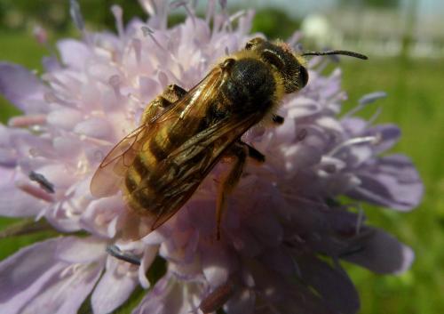 Réf. 121 290 : Halictus scabiosae