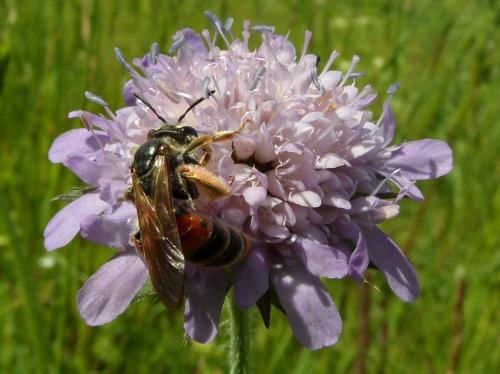 Andrena hattorfiana
