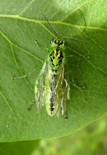 Réf. 121 243 : Rhogogaster sp.