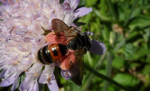 Andrena hattorfiana
