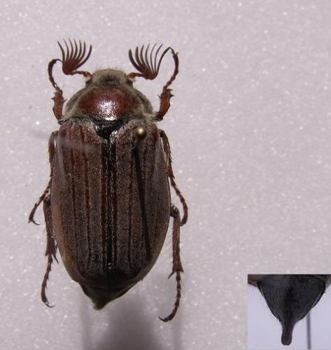 Melolontha hippocastani