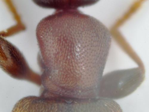 Omonadus formicarius
