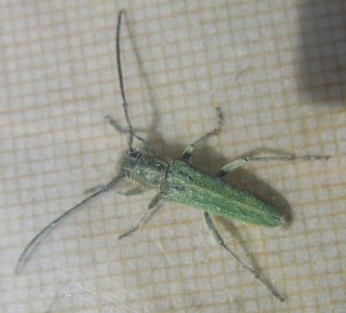 Opsilia coerulescens