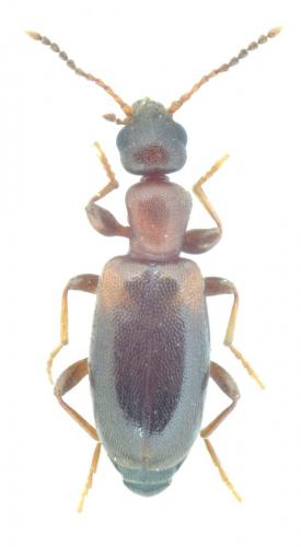 Omonadus formicarius