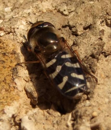 Scaeva pyrastri