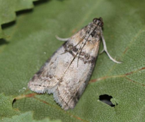 Sciota rhenella