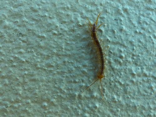 Lithobius sp.