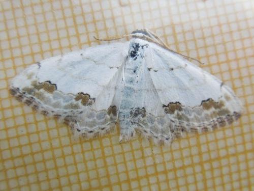 Réf. 121 005 : Scopula ornata